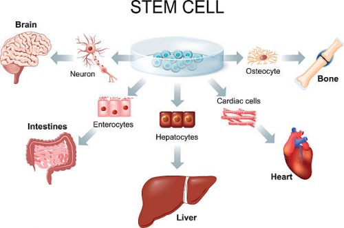 Body source stem cell